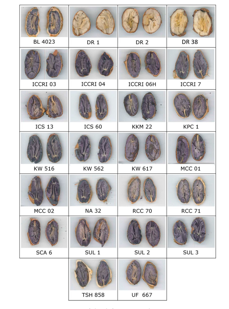 ICCRI reference panel of halved cacao beans from many clones, ranging from pale ivory to deep purple
