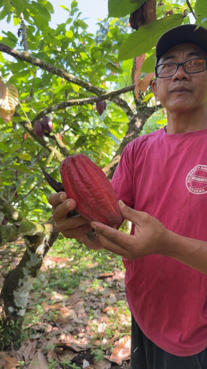 A grower in a red shirt holding a large ripe red cacao pod beneath his trees