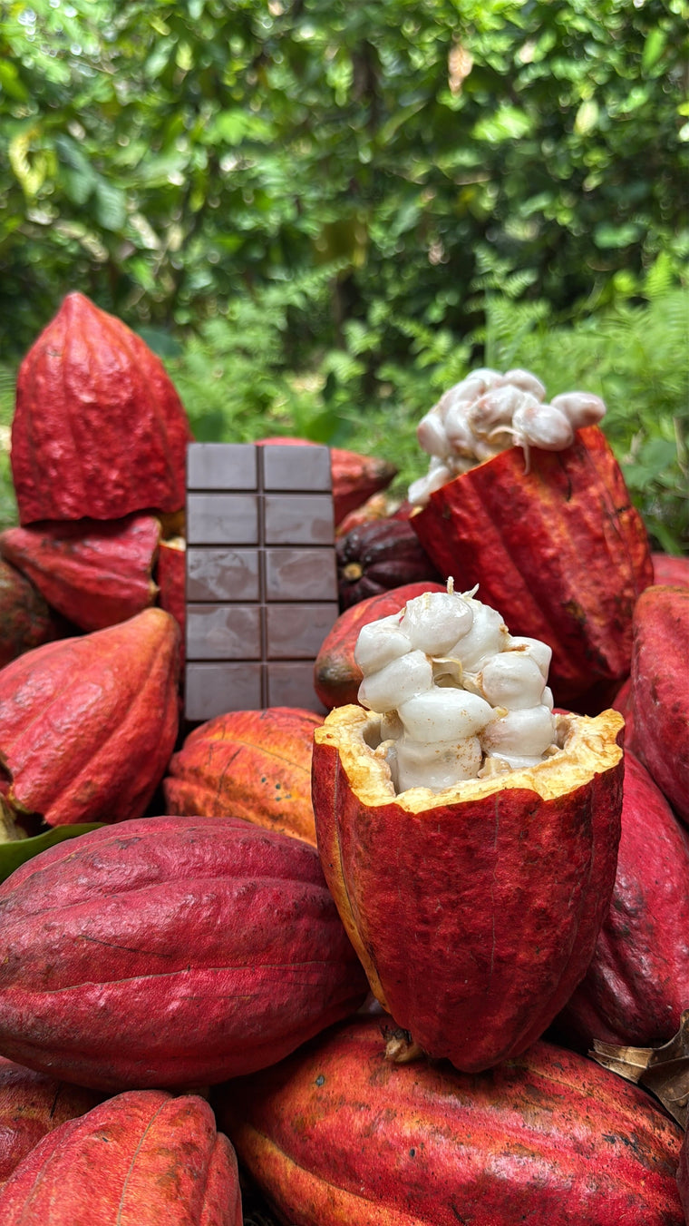 The bare ten-piece bar standing in a split cacao pod full of white pulp, on a pile of red pods in the forest